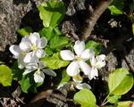 Malus Domestica
